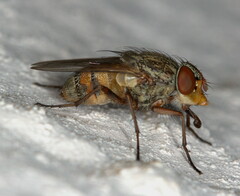 Diptera