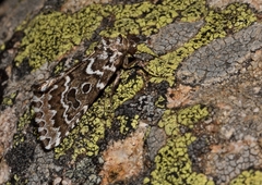 Alvaradoia numerica
