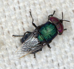 Odontomyia fastuosa