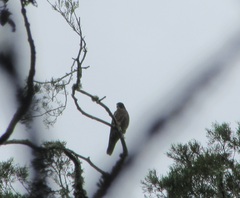 Falco novaeseelandiae