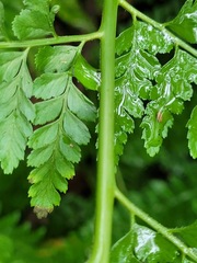 Microlepia nepalensis