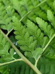 Microlepia nepalensis