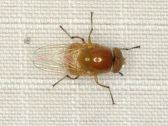 Stegosoma vinculatum