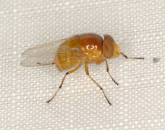 Stegosoma vinculatum