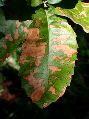 Phytophthora ramorum
