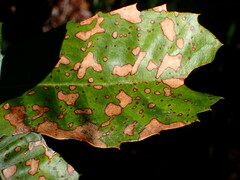 Phytophthora ramorum