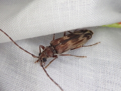 Diotimana undulata