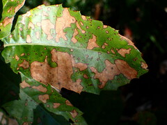 Phytophthora ramorum