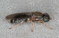 Cephalochrysa calopa