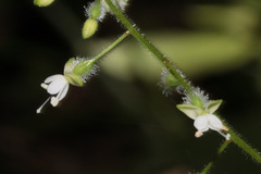 Circaea canadensis