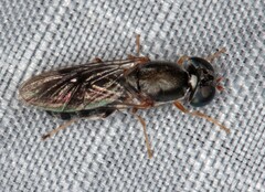 Cephalochrysa calopa