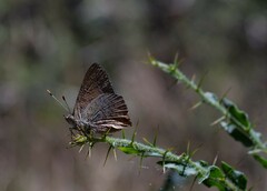 Paralucia pyrodiscus lucida