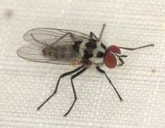 Anthomyia benguellae