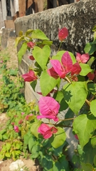 Bougainvillea spectabilis