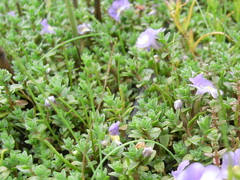 Thyridia repens