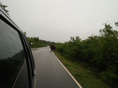 Elephas maximus maximus