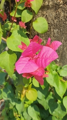 Bougainvillea spectabilis