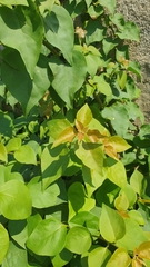 Bougainvillea spectabilis