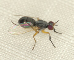 Anaphalantus longicornis