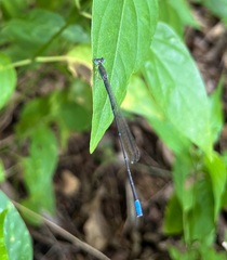 Aciagrion gracile