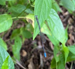 Aciagrion gracile