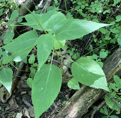 Circaea canadensis