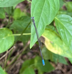 Aciagrion gracile