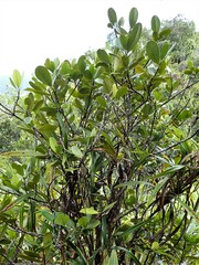 Erythroxylum sechellarum