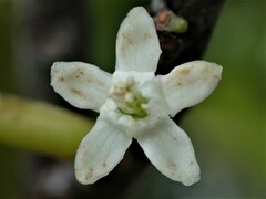 Erythroxylum sechellarum