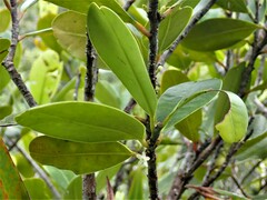 Erythroxylum sechellarum