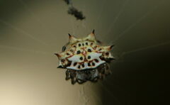 Gasteracantha kuhli