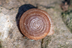 Oestophorella buvinieri