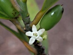 Erythroxylum sechellarum