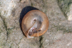 Oestophorella buvinieri
