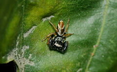Thiania bhamoensis
