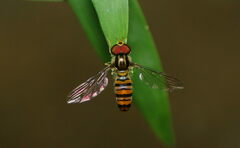 Episyrphus