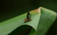 Homoneura trypetoptera