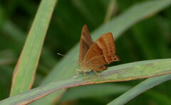 Abisara bifasciata