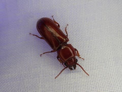 Papuandra norfolkensis