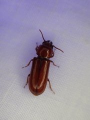 Papuandra norfolkensis