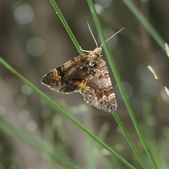 Chrysolarentia pericalles
