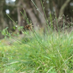Chrysolarentia pericalles