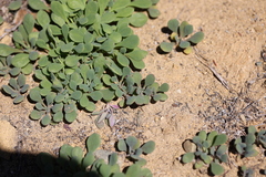 Cistanthe maritima