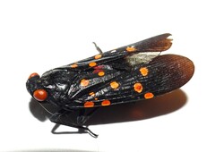 Desudaba maculata