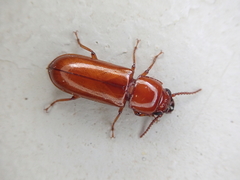 Papuandra norfolkensis