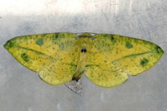 Omiza miliaria