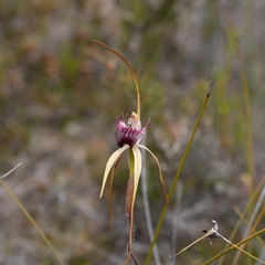 Caladenia heberleana