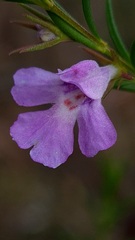 Hemigenia purpurea
