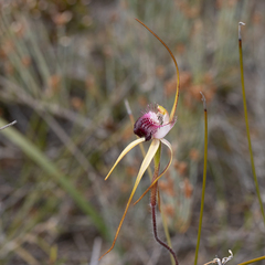 Caladenia heberleana