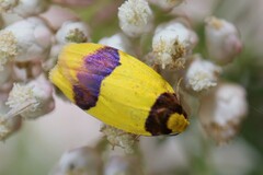 Heterallactis euchrysa